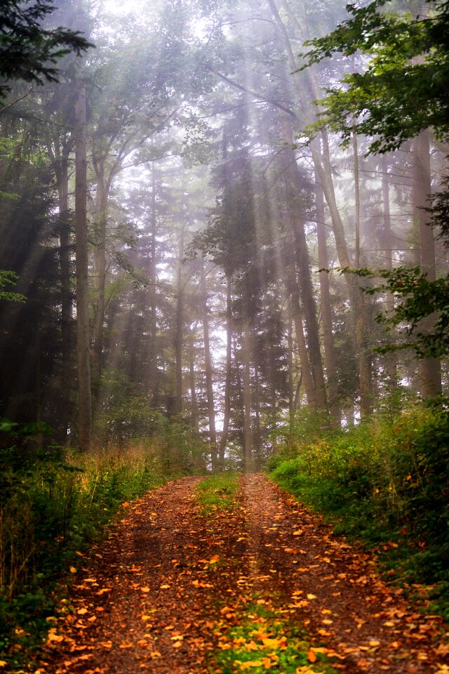 Sunbeam lane trail
