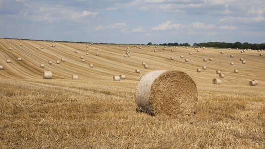 Landscape cereals straw bales photo