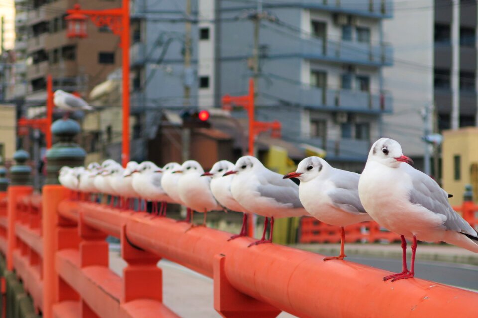 Sea gull the water bridge