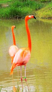 New flamingo animal