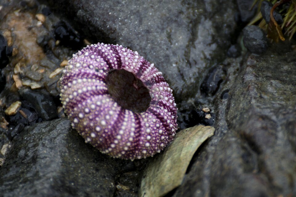 Water beach shell