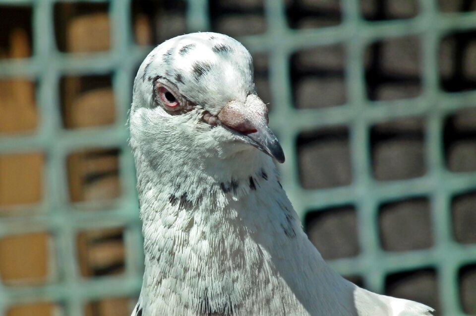 Bird animals spring