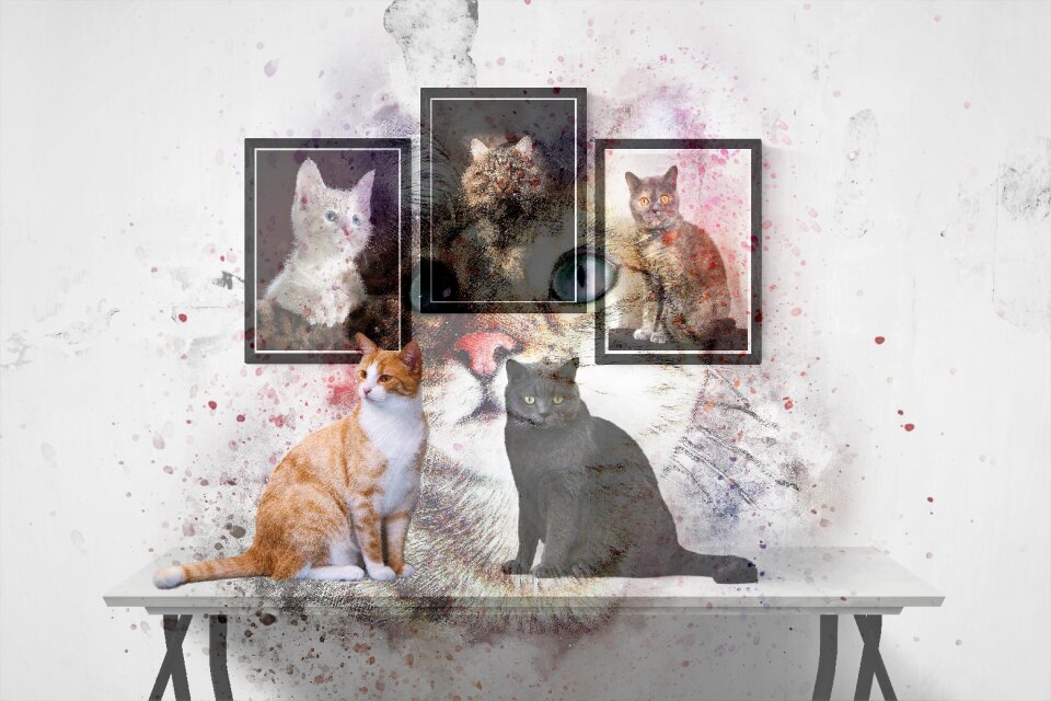 Domestic cat poster background
