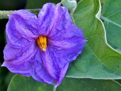 Blossom bloom eggplant flower photo