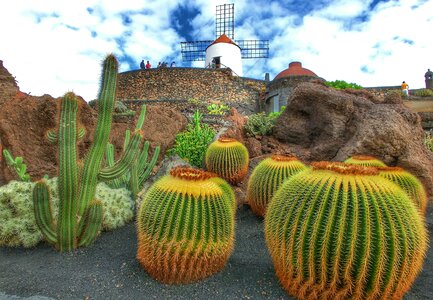 Cactus nature garden