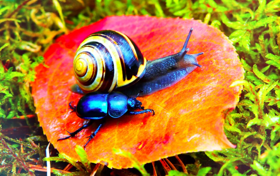 The beetles leaf moss