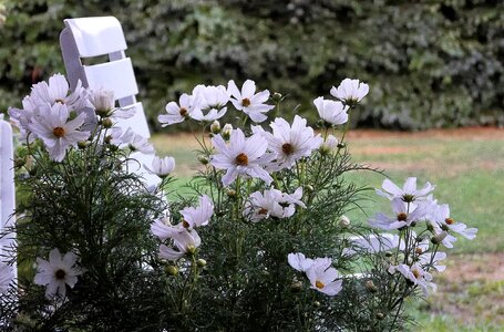 Garden cosmos white photo