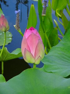 Water garden lotus color pink