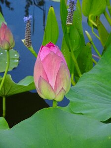 Water garden lotus color pink photo