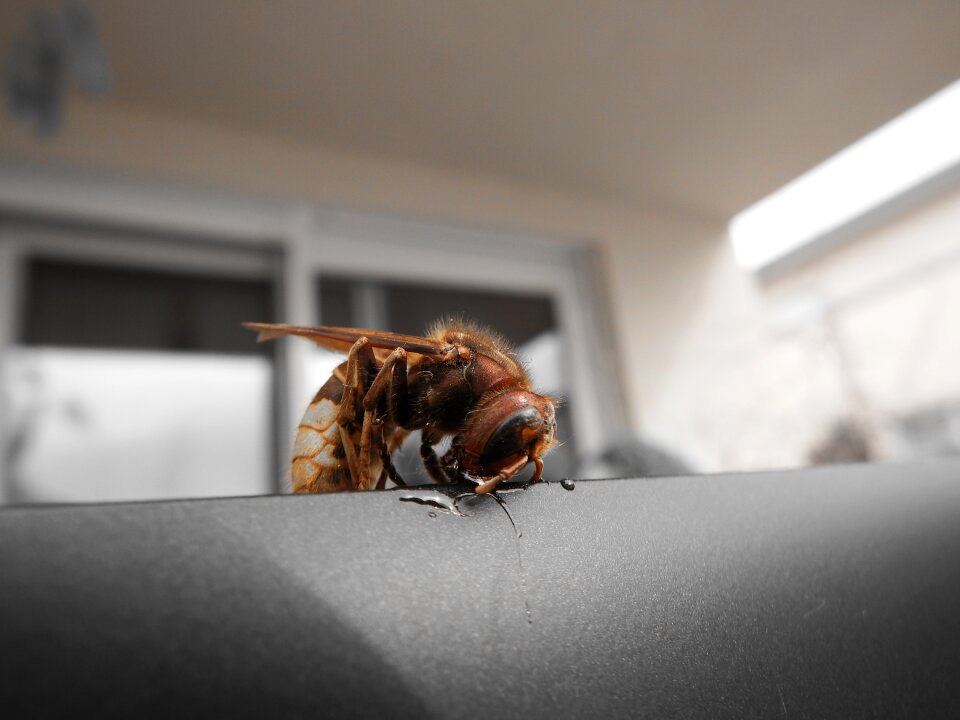 Hornet insect species of wasps