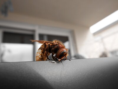 Hornet insect species of wasps