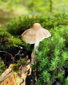 Autumn skovsvampe forest