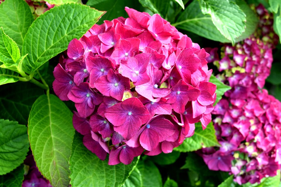 Flower garden hydrangea flower