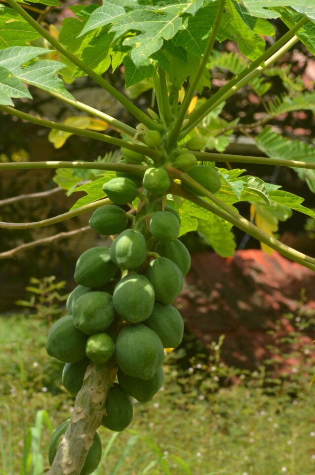 Brasil plant