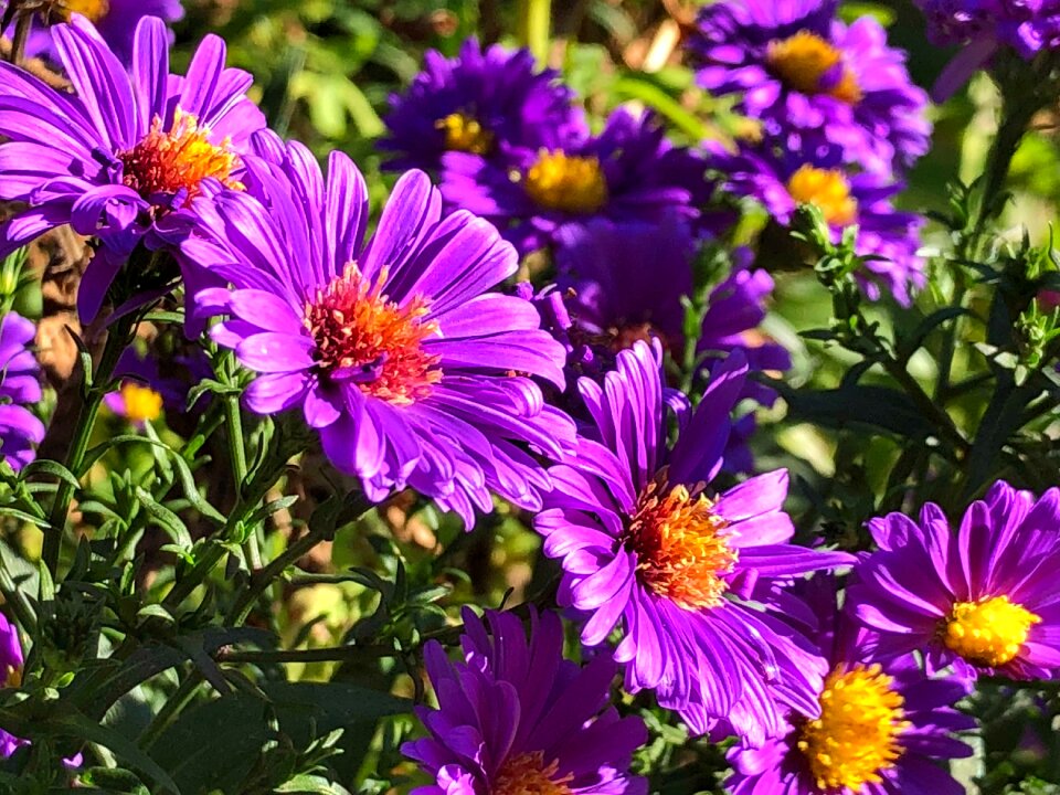 Garden blossom bloom