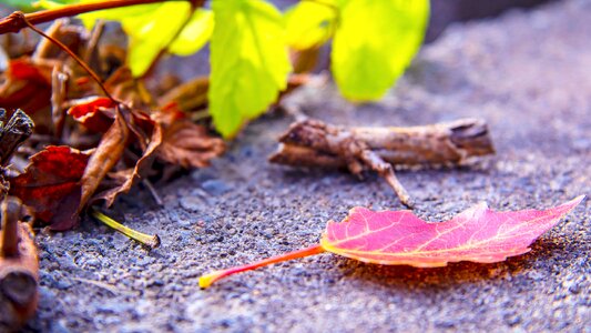 Nature colorful forest photo