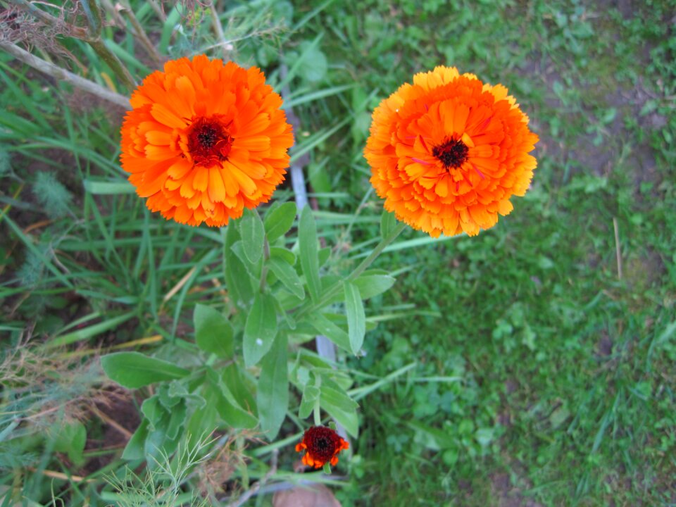 Beauty plants orange