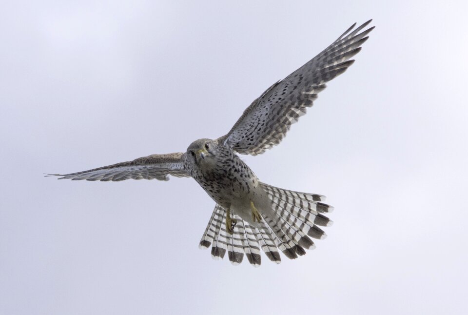 Bird falcon bird of prey
