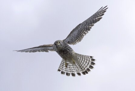 Bird falcon bird of prey