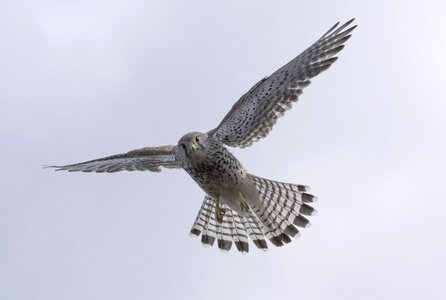 Bird falcon bird of prey photo