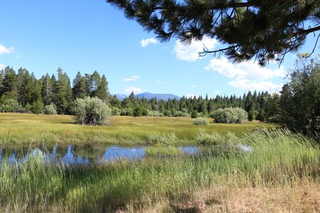 California trees nevada photo