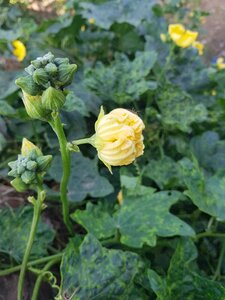 Yellow close flower vegetable flower