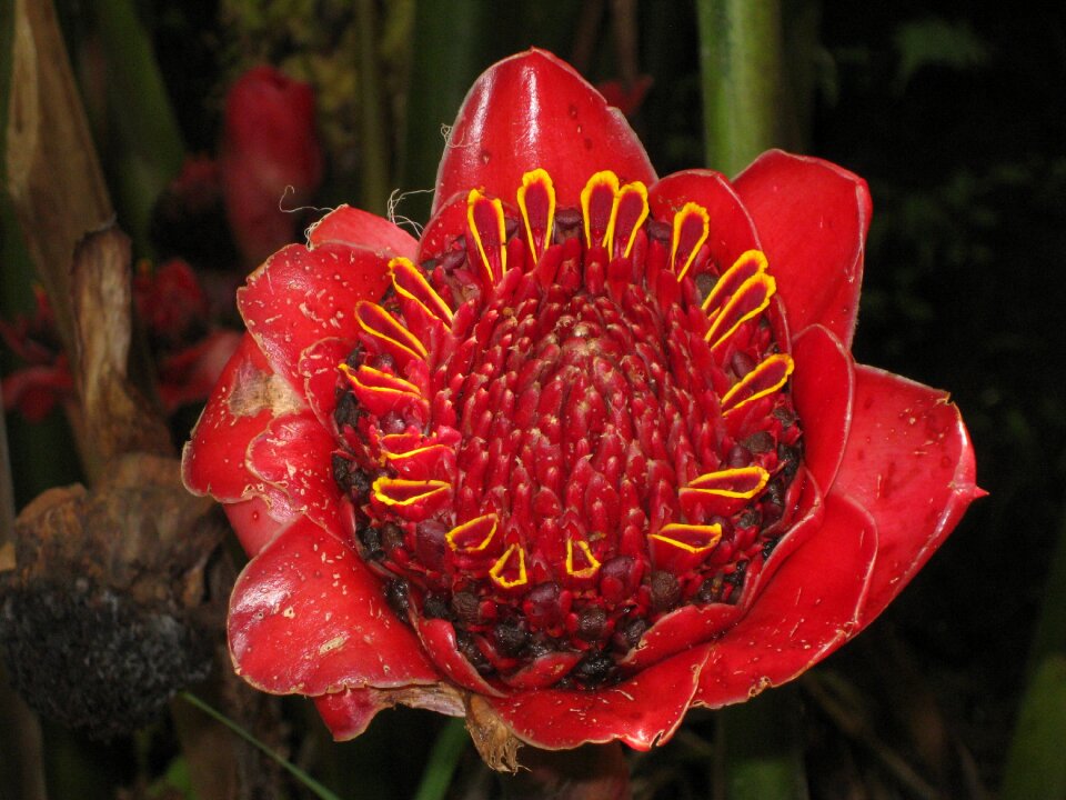 Flower red close up