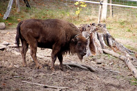 Wild bison herd animal photo