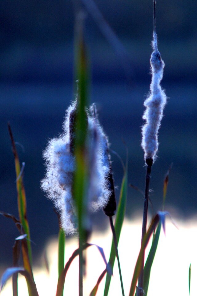 Summer spring plant