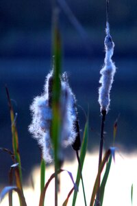 Summer spring plant