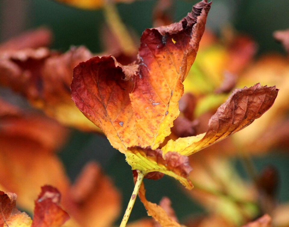 Autumn leaves colorful