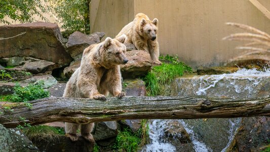 Animal world fur brown