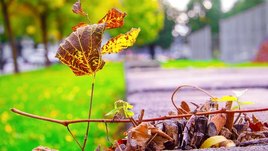 Nature colorful emerge