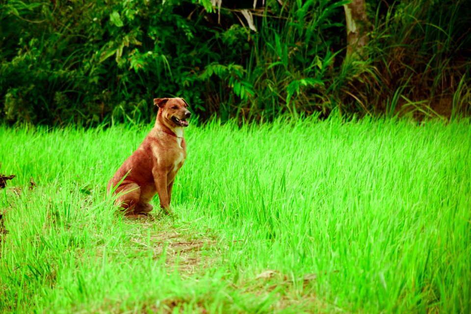 Pets outdoor animals