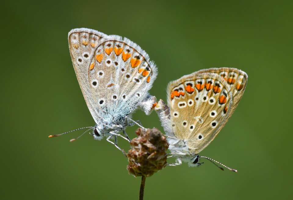 Doğa nature böcek