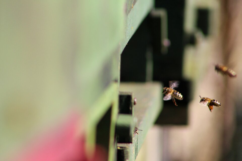 Beehive insect hobby photo