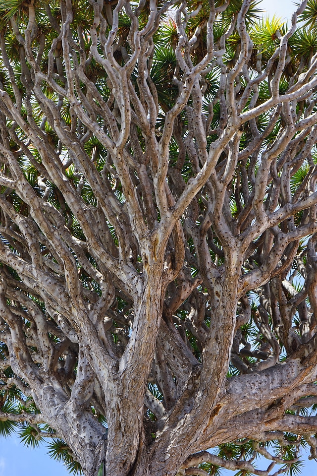 Aesthetic branches crown