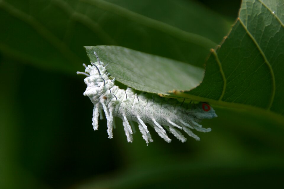 Caterpillar white green leaf