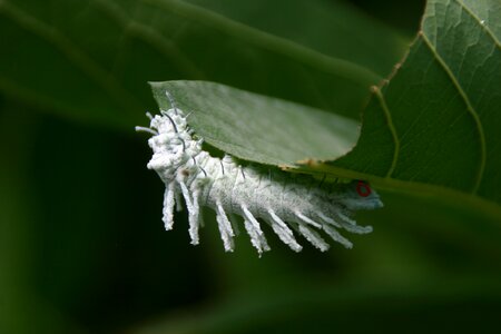 Caterpillar white green leaf