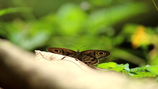 Sitting wings open