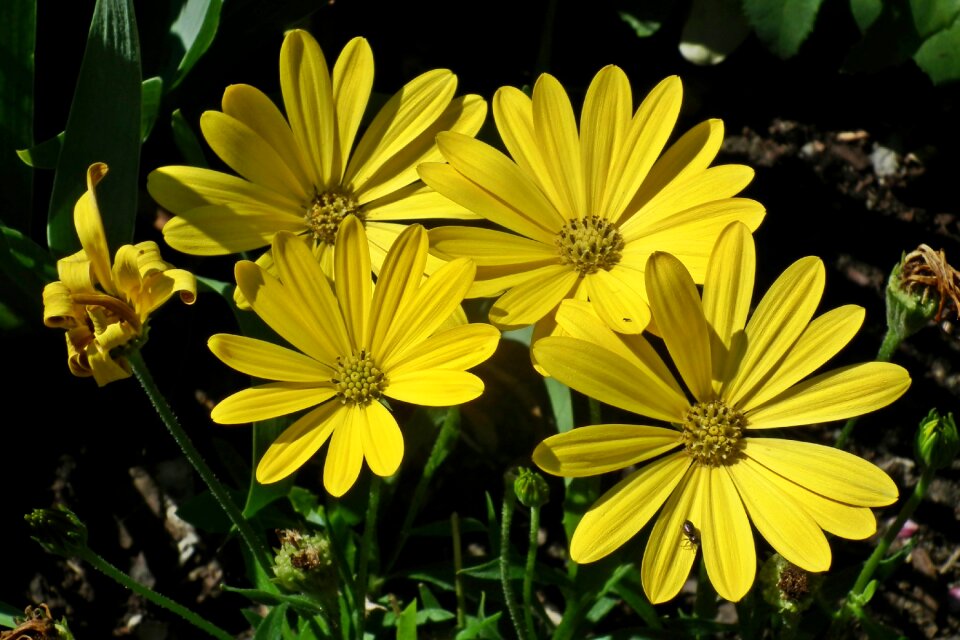 Garden nature beautiful