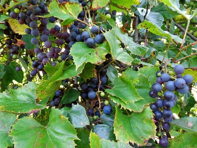 Wine grapes group photo