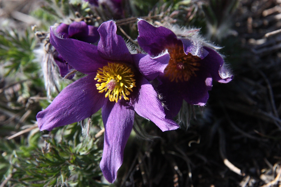 Violet purple common pasque flower