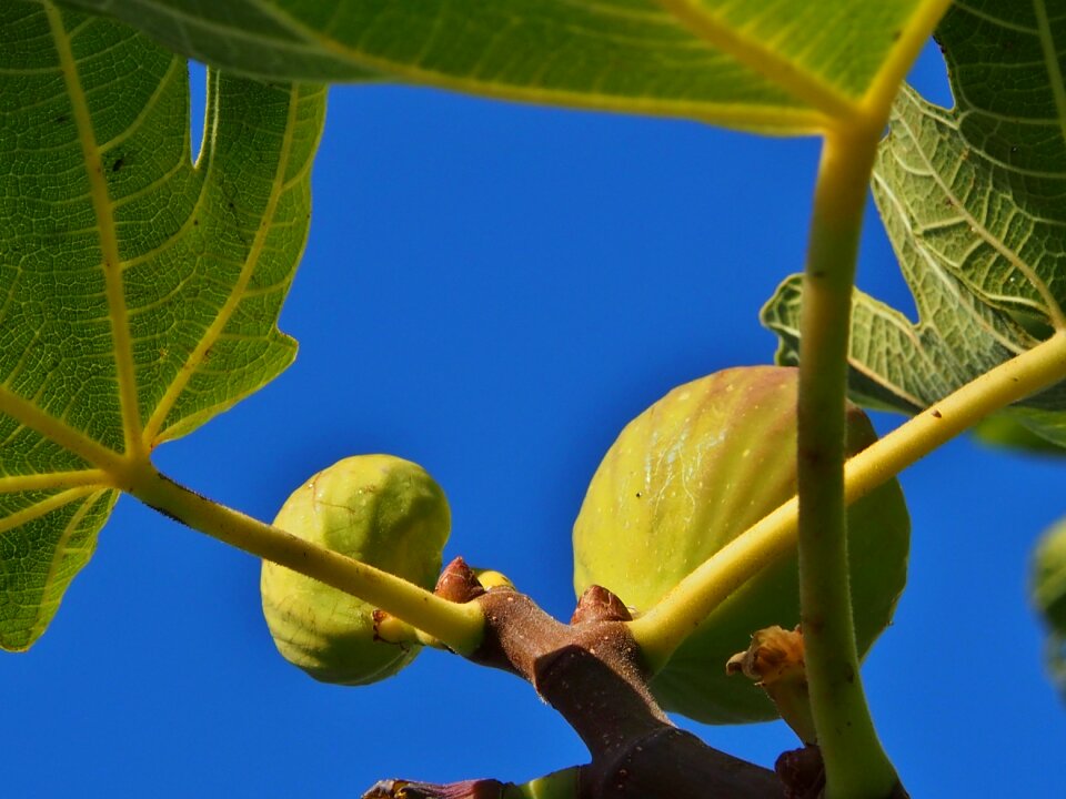 Fruit fig leaves fig fruit