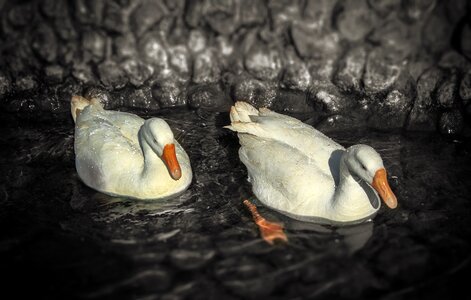 Ducks bird two