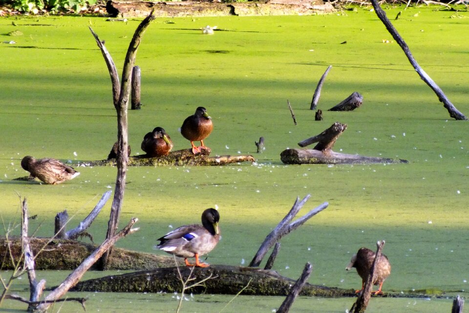 Water crossword lake