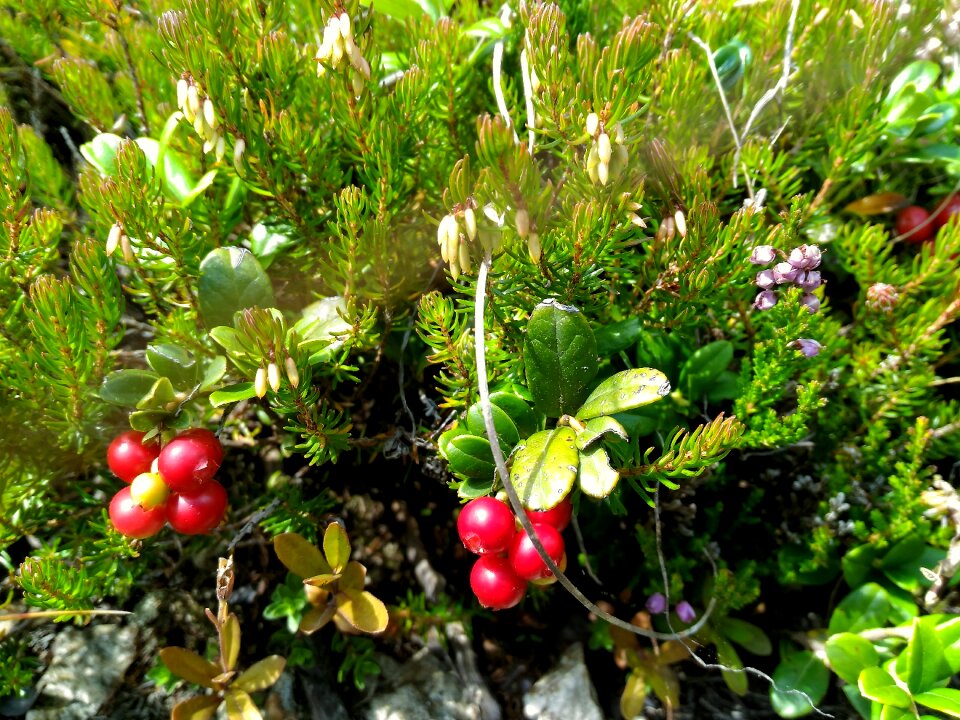 Nature ecology relaxation