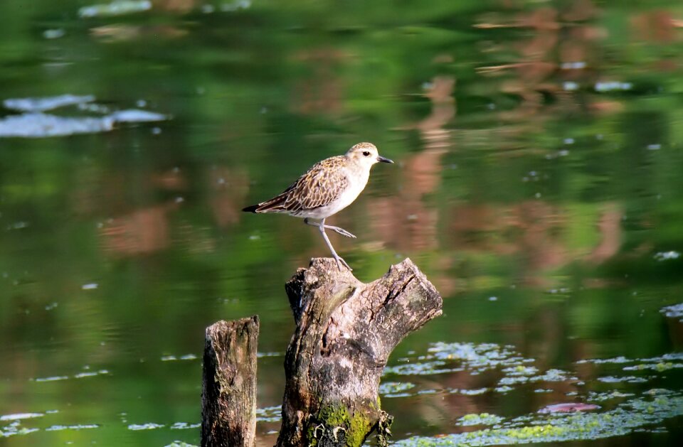 Bird migratory wetland