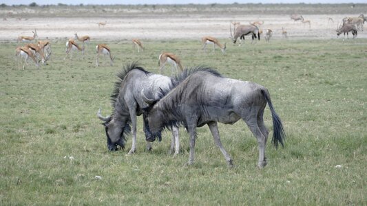 Namibia animals wildebeest photo