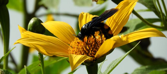 Insect garden colombia
